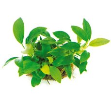 Kleinstes Zwergspeerblatt - Anubias barteri var. nana Bonsai‘ getopft