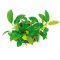 Kleinstes Zwergspeerblatt - Anubias barteri var. nana Bonsai‘ getopft