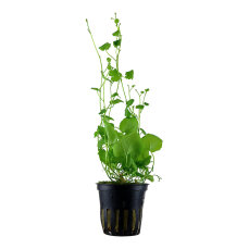 Cardamine lyrata, zarte, rankende Stängelpflanze