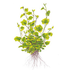 Cardamine lyrata, zarte, rankende Stängelpflanze