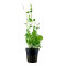 Cardamine lyrata, zarte, rankende Stängelpflanze