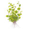 Cardamine lyrata, zarte, rankende Stängelpflanze
