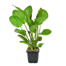Roter Ozelot Echinodorus Ozelot XL Topfpflanze
