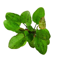 Roter Ozelot Echinodorus Ozelot XL Topfpflanze