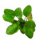 Roter Ozelot Echinodorus Ozelot XL Topfpflanze