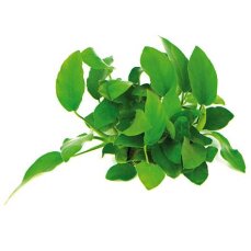 Zwergspeerblatt - Anubias barteri var. nana mehrtriebig