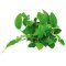 Zwergspeerblatt - Anubias barteri var. nana mehrtriebig