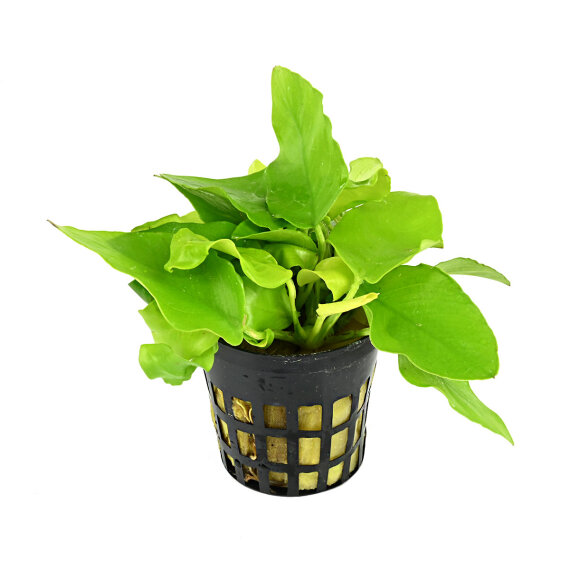 Goldblättriges Zwergspeerblatt - Anubias barteri var. nana Gold getopft