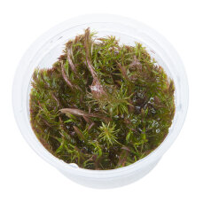 Rotala wallichii - Feinblättrige Rotala, Wallichs Rotala InVitro