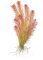 Rotala wallichii - Feinblättrige Rotala, Wallichs Rotala InVitro