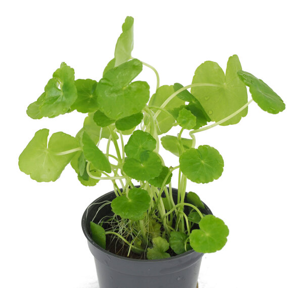 Brasilianischer Wassernabel - Hydrocotyle leucocephala getopft