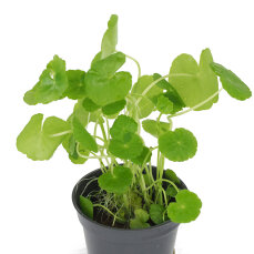 Brasilianischer Wassernabel - Hydrocotyle leucocephala...