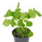 Brasilianischer Wassernabel - Hydrocotyle leucocephala getopft