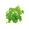 Brasilianischer Wassernabel - Hydrocotyle leucocephala getopft