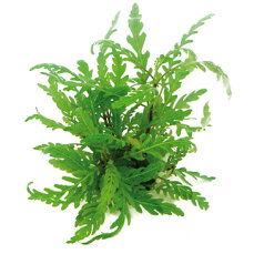 Fiederspaltiger Wasserfreund - Hygrophila pinnatifida getopft