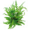 Fiederspaltiger Wasserfreund - Hygrophila pinnatifida getopft