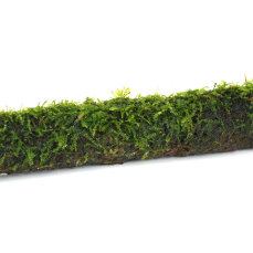 Bambusstab mit Javamoos 20 cm für Unterwasserlandschaften