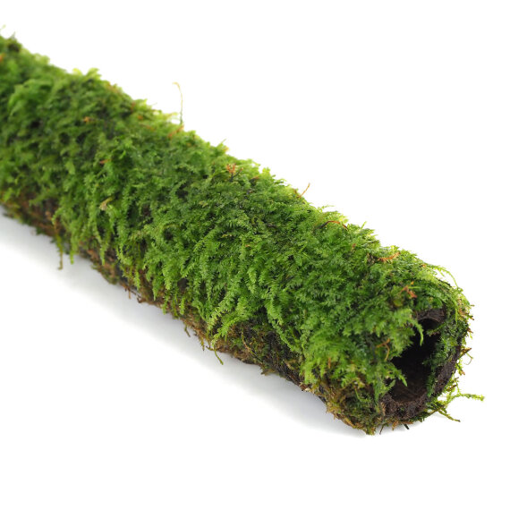 Bambusstange mit Javamoos 30 cm für Unterwasserlandschaften