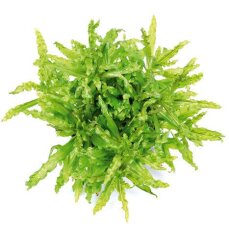 Kleiner Wasserstern - Pogostemon helferi