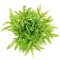 Kleiner Wasserstern - Pogostemon helferi