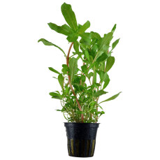 Tropica Nesaea crassicaulis, Hintergrund Aquarienpflanze