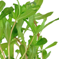 Tropica Nesaea crassicaulis, Hintergrund Aquarienpflanze