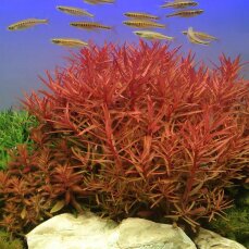 Tropica Nesaea crassicaulis, Hintergrund Aquarienpflanze