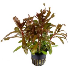 Tropica Nesaea crassicaulis, Hintergrund Aquarienpflanze