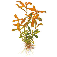 Tropica Nesaea crassicaulis, Hintergrund Aquarienpflanze