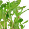Tropica Nesaea crassicaulis, Hintergrund Aquarienpflanze