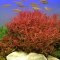 Tropica Nesaea crassicaulis, Hintergrund Aquarienpflanze