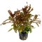 Tropica Nesaea crassicaulis, Hintergrund Aquarienpflanze