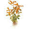 Tropica Nesaea crassicaulis, Hintergrund Aquarienpflanze