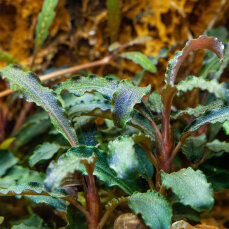Bucephalandra Kedagang Tropica