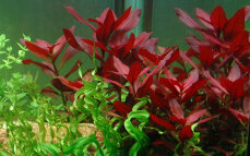 Ludwigia repens Rubin - Rubinrote Ludwigie Tropica