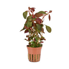 Ludwigia repens Rubin - Rubinrote Ludwigie Tropica