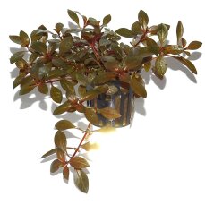 Ludwigia repens Rubin - Rubinrote Ludwigie Tropica