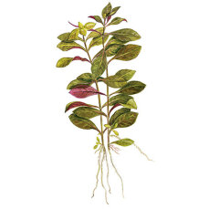 Ludwigia repens Rubin - Rubinrote Ludwigie Tropica