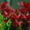 Ludwigia repens Rubin - Rubinrote Ludwigie Tropica