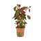 Ludwigia repens Rubin - Rubinrote Ludwigie Tropica