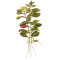 Ludwigia repens Rubin - Rubinrote Ludwigie Tropica