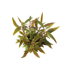 Mini-Papageienblatt Alternanthera reineckii Mini im Topf