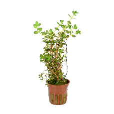 Tropica Rotala rotundifolia, Farbintensive Aqarienpflanze