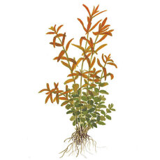 Tropica Rotala rotundifolia, Farbintensive Aqarienpflanze