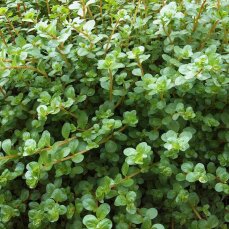 Tropica Rotala rotundifolia, Farbintensive Aqarienpflanze