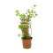 Tropica Rotala rotundifolia, Farbintensive Aqarienpflanze