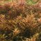 Tropica Rotala rotundifolia, Farbintensive Aqarienpflanze