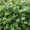 Tropica Rotala rotundifolia, Farbintensive Aqarienpflanze