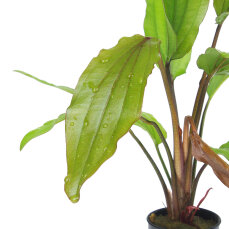 Echinodorus x "Impaii" farbenfrohe Sortenzüchtung