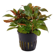 Ludwigia glandulosa, Aquarienpflanze mit Farbakzent